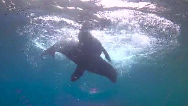 México Mergulho Subaquático Fascinante Com Focas — Vídeo de Stock