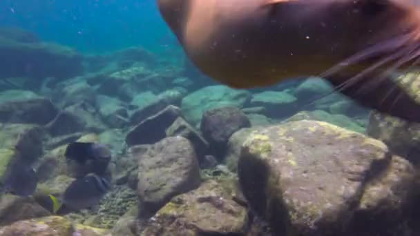 México Fascinante Buceo Submarino Con Focas — Vídeo de stock
