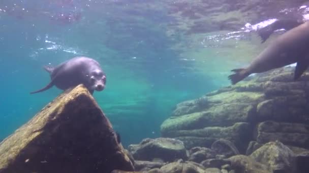 México Mergulho Subaquático Fascinante Com Focas — Vídeo de Stock