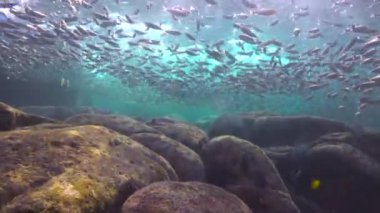  Meksika. Cortez deniz büyüleyici sualtı dalış.