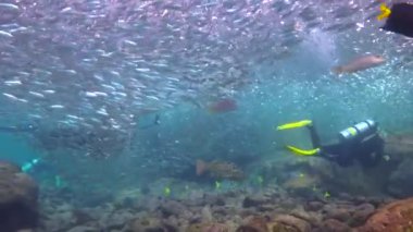  Meksika. Cortez deniz büyüleyici sualtı dalış.
