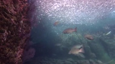  Meksika. Cortez deniz büyüleyici sualtı dalış.