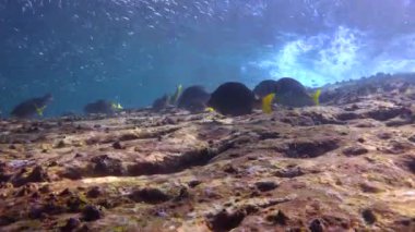  Meksika. Cortez deniz büyüleyici sualtı dalış.