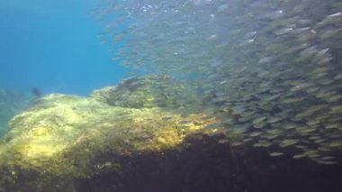  Meksika. Cortez deniz büyüleyici sualtı dalış.