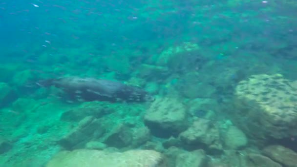 México Mergulho Subaquático Fascinante Com Focas — Vídeo de Stock