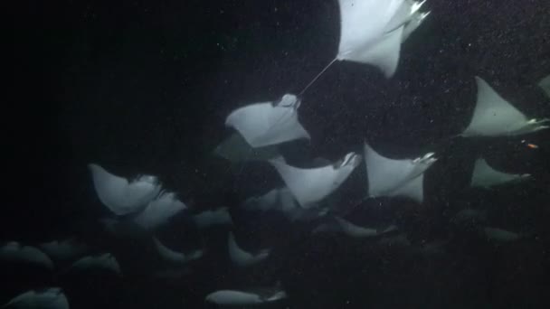 Meksika Deniz Işınları Mobula Sürüleri Ile Dalış Deniz Cortez Exciting — Stok video