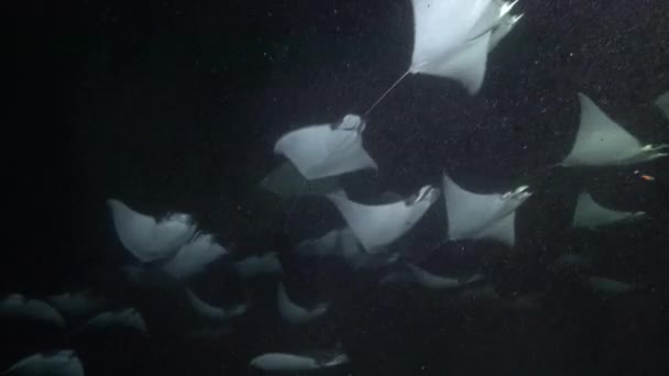 Mexico Sea Cortez Exciting Night Diving Flocks Sea Rays Mobula — Stock Video