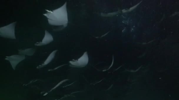 Мексика Море Cortez Exciting Нічний Дайвінг Зграї Моря Променів Mobula — стокове відео