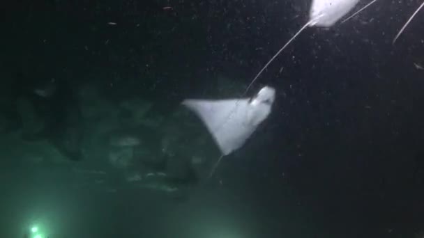 Mexico Sea Cortez Exciting Night Diving Flocks Sea Rays Mobula — Stock Video