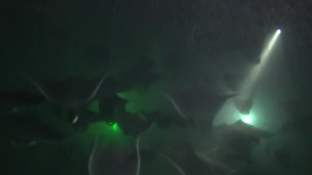México Mar Cortez Emocionante Mergulho Noturno Com Bandos Mobula Raios — Vídeo de Stock