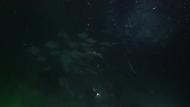 México Mar Cortez Emocionante Mergulho Noturno Com Bandos Mobula Raios — Vídeo de Stock