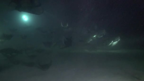 México Mar Cortez Emocionante Mergulho Noturno Com Bandos Mobula Raios — Vídeo de Stock