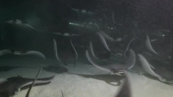 Мексика Море Кортежа Захватывающее Ночное Дайвинг Поплавками Морского Мобула — стоковое видео