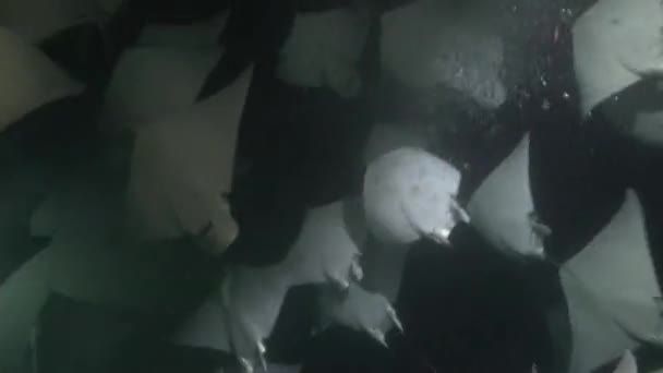 Mexico Havet Cortez Exciting Natt Dykning Med Flockar Havet Strålar — Stockvideo