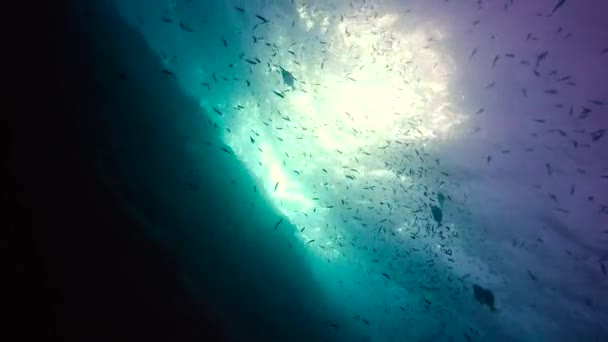 Mexiko Faszinierendes Unterwassertauchen Meer Von Cortez — Stockvideo