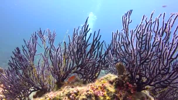 Mexico Fascinerende Onderwater Duiken Zee Van Cortez — Stockvideo