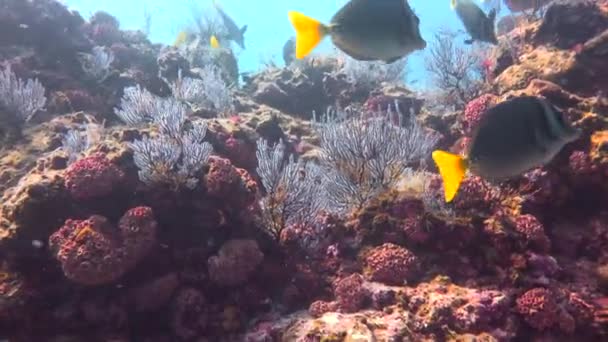Mexiko Fascinující Podmořské Potápění Moři Cortez — Stock video