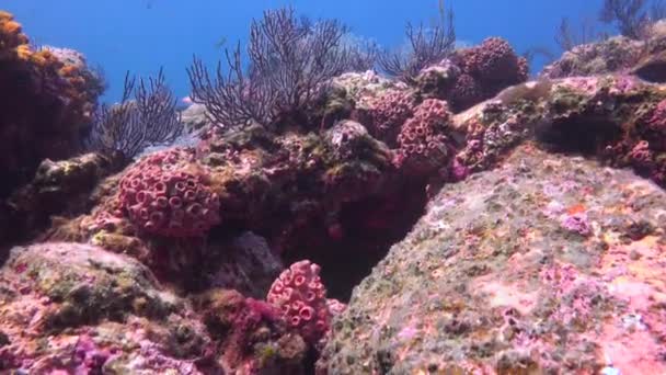 Мексика Захватывающее Подводное Плавание Море Кортеса Аротронная Рыба — стоковое видео