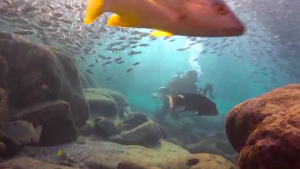  Mexico. Fascinating underwater diving in the sea of Cortez.