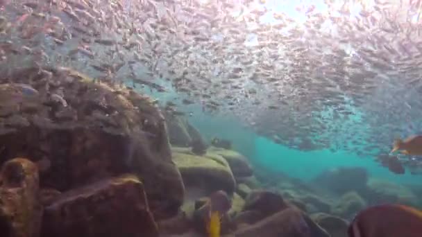 Μεξικό Συναρπαστικές Υποβρύχιες Καταδύσεις Στη Θάλασσα Του Κορτέζ — Αρχείο Βίντεο