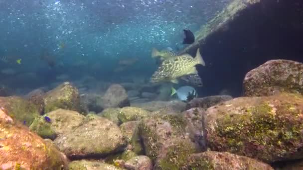 Мексика Захватывающее Подводное Плавание Море Кортес — стоковое видео