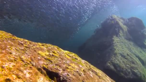 Мексика Захватывающее Подводное Плавание Море Кортес — стоковое видео