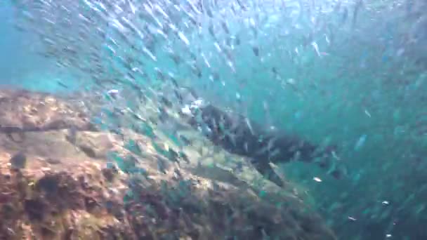 Mexico Fascinating Underwater Diving Seals — Stock Video