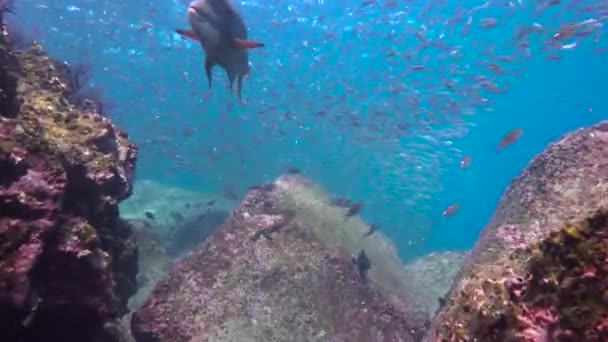 Мексика Захоплюючий Підводний Дайвінг Море Кортеса — стокове відео