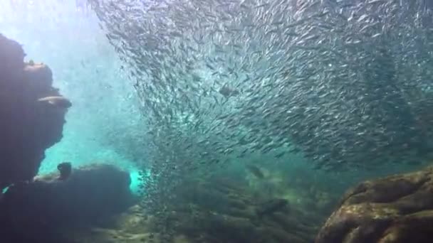 México Mergulho Subaquático Fascinante Mar Cortez — Vídeo de Stock