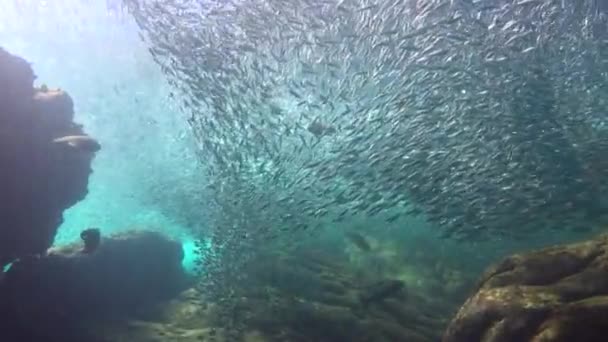 Мексика Захватывающее Подводное Плавание Море Кортес — стоковое видео