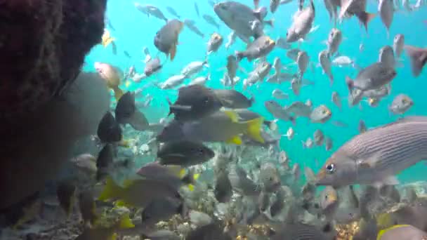 Meksika Cortez Deniz Büyüleyici Sualtı Dalış — Stok video