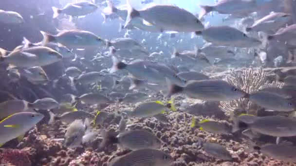 México Fascinante Buceo Submarino Mar Cortés — Vídeo de stock