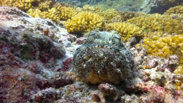 Μεξικό Συναρπαστικές Υποβρύχιες Καταδύσεις Στη Θάλασσα Του Κορτέζ Stone Ψάρια — Αρχείο Βίντεο