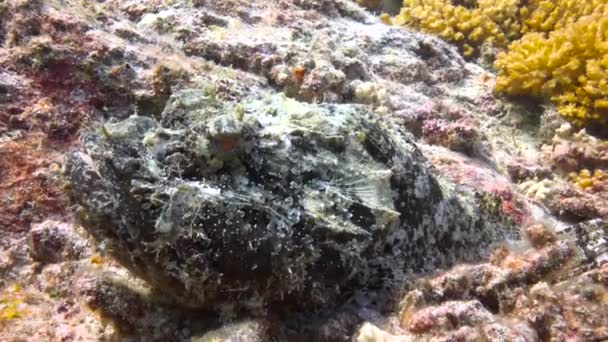 Messico Affascinanti Immersioni Subacquee Nel Mare Cortez Pesci Pietra — Video Stock