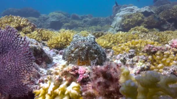 Мексика Захватывающее Подводное Плавание Море Кортеса Каменная Рыба — стоковое видео