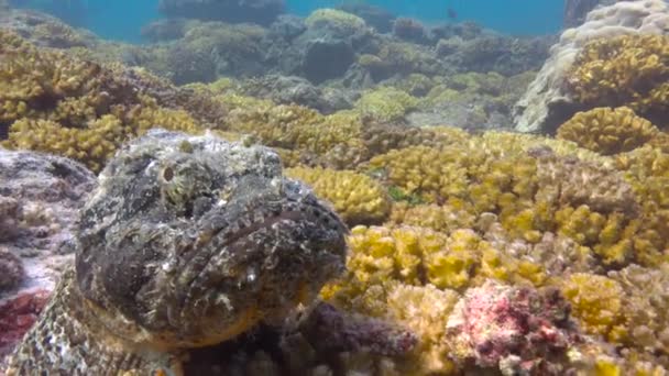 メキシコ 魅惑的な水中 Cortez の海でダイビングします 石の魚たち — ストック動画