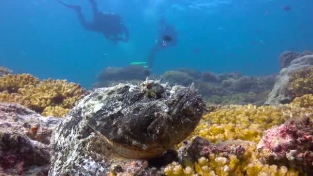 Мексика Захватывающее Подводное Плавание Море Кортеса Каменная Рыба — стоковое видео