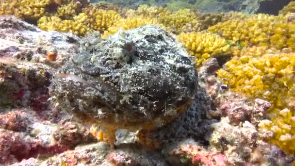 México Fascinante Buceo Submarino Mar Cortés Peces Piedra — Vídeo de stock