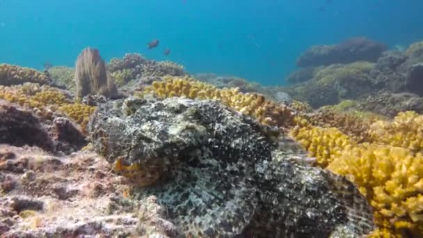 Messico Affascinanti Immersioni Subacquee Nel Mare Cortez Pesci Pietra — Video Stock