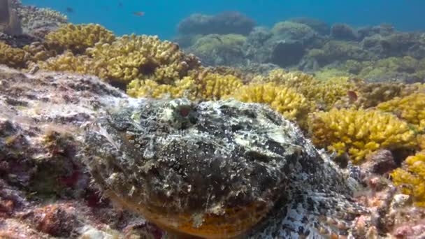 Mexico Fascinerende Onderwater Duiken Zee Van Cortez Stenen Vis — Stockvideo