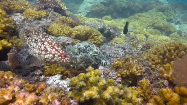 Мексика Захоплюючий Підводний Дайвінг Море Кортеса Камінь Риби — стокове відео
