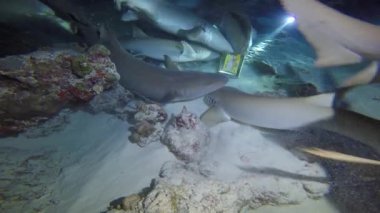 Köpekbalığı ile büyüleyici gece dalış. Maldivler.