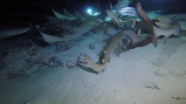 Köpekbalığı ile büyüleyici gece dalış. Maldivler.