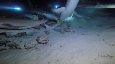 Köpekbalığı ile büyüleyici gece dalış. Maldivler.