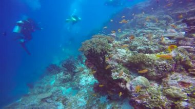 Maldivler resifleri üzerinde büyüleyici tüplü dalış. 