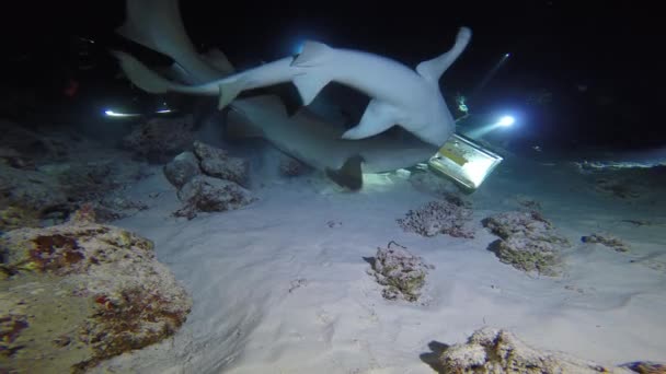 Uma Noite Fascinante Mergulhar Com Tubarões Maldivas — Vídeo de Stock