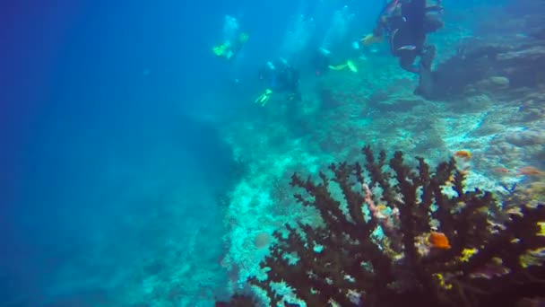 Fascinante Buceo Los Arrecifes Las Maldivas — Vídeo de stock