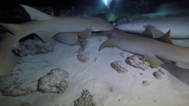 Fascinating Night Diving Sharks Maldives — Stock Video