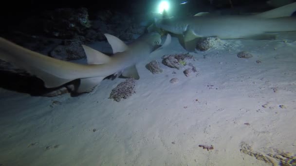 Fascinante Buceo Nocturno Con Tiburones Maldivas — Vídeos de Stock