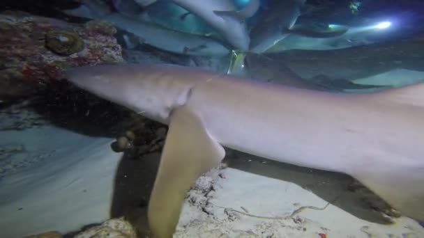 Fascinante Plongée Nuit Avec Des Requins Pays Bas — Video